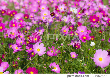 Beautiful cosmos field background material Beautiful cosmos field background material 24967338