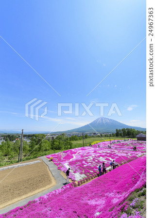 Shiba Sakura和Mt. Yotei（Niseko Mishima先生） 24967363