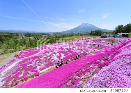 Shiba Sakura和Mt. Yotei（Niseko Mishima先生） 24967364
