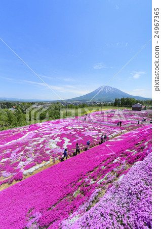 Shiba Sakura和Mt. Yotei（Niseko Mishima先生） 24967365