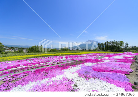 Shiba Sakura and Mt. Yotei (Mr. Niseko Mishima) 24967366