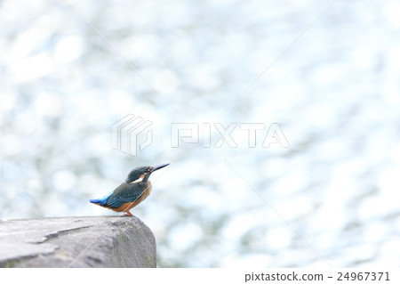 翠鳥 24967371
