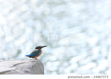Kingfisher Kingfisher 24967373