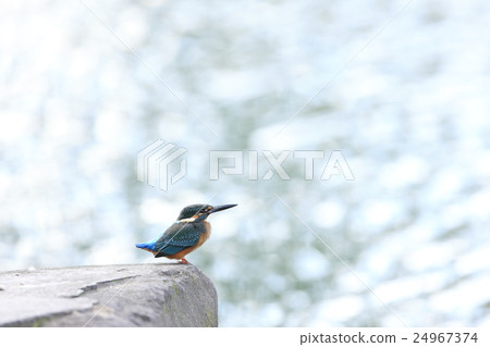 Kingfisher 24967374