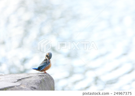 Kingfisher 24967375