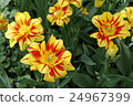 Beautiful yellow and red tulip flowers closeup 24967399