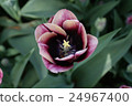 Beautiful tulip flower closeup 24967400