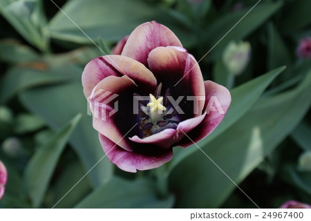 Beautiful tulip flower closeup 24967400