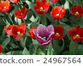 Beautiful red and magenta tulips 24967564