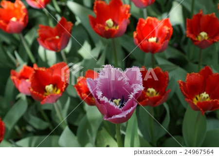 Beautiful red and magenta tulips Beautiful red and magenta tulips 24967564
