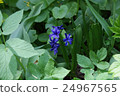 Beautiful wild hyacinth view 24967565