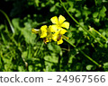 Yellow flower closeup with bees 24967566