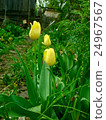 Beautiful yellow tulips 24967567