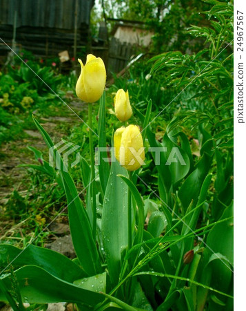 Beautiful yellow tulips Beautiful yellow tulips 24967567