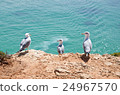 Three seagulls perched on a cliff 24967570