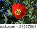 Open red and yellow tulip flower 24967604