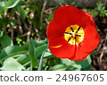 Wide open red and yellow tulip flower 24967605