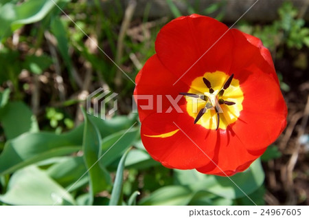 Wide open red and yellow tulip flower 24967605