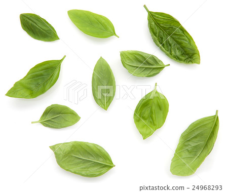 Fresh sweet basil leaves isolated on white Fresh sweet basil leaves isolated on white 24968293