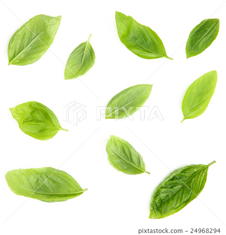 Fresh sweet basil leaves isolated on white  24968294