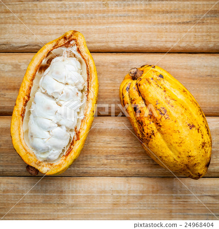 Ripe Indonesia's cocoa setup on rustic wooden Ripe Indonesia's cocoa setup on rustic wooden 24968404