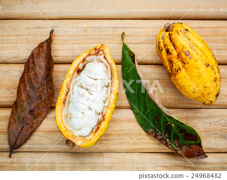 Ripe Indonesia cocoa and cocoa leaves . Ripe Indonesia cocoa and cocoa leaves . 24968482