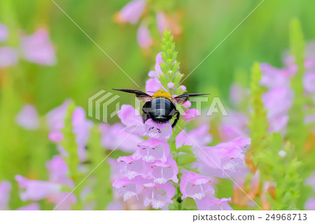 Hanatraneo花和熊蜂 Hanatraneo花和熊蜂 24968713