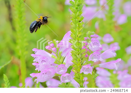 Hanatraneo花和熊蜂 24968714