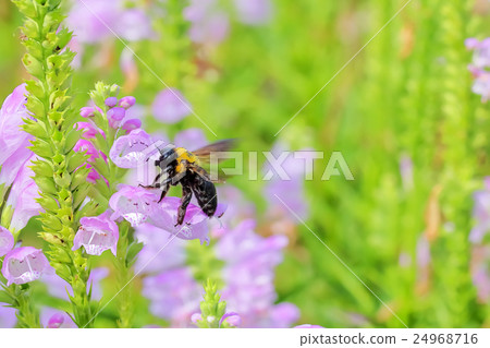 Hanatraneo花和熊蜂 24968716