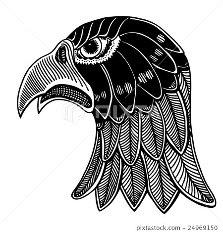 Hand Drawn head of eagle. 24969150