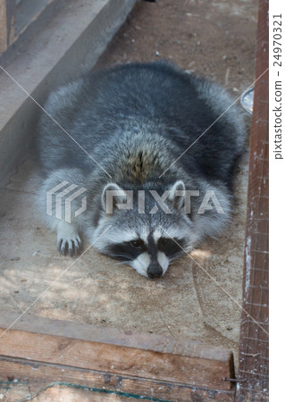 Raccoon resting. Zoo Cyprus Raccoon resting. Zoo Cyprus 24970321