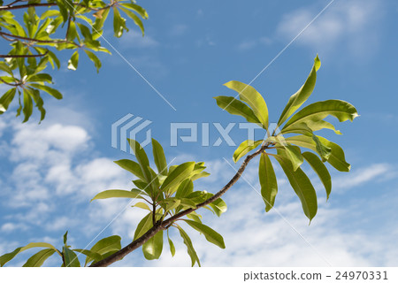 Trees branch with sky background Trees branch with sky background 24970331