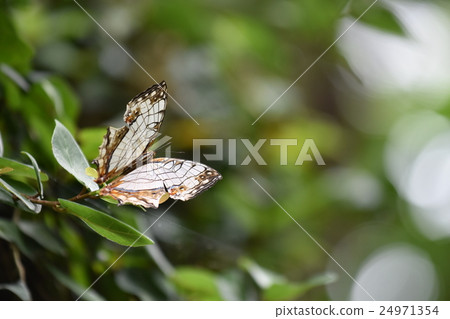 Ishiguroba stopping on the leaves Ishiguroba stopping on the leaves 24971354