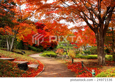 Autumn leaves Autumn leaves 24971536