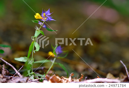 flowers aquilegia vulgaris - Common columbine 24971784