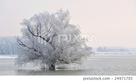 winter tree on Danube river 24971785