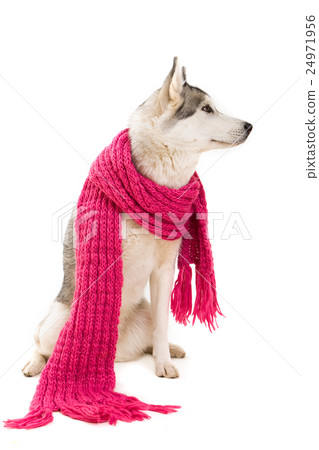 siberian husky 24971956