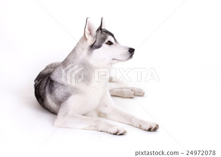 siberian husky dog 24972078
