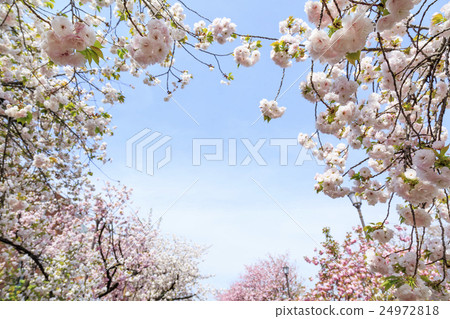 Osaka Mint Bureau · Cherry blossom walkthrough 24972818