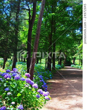 Hydrangea (36) Hydrangea (36) 24972845