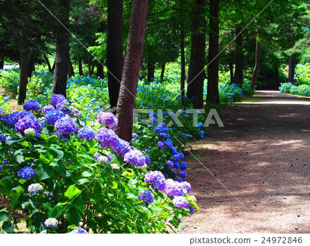 Hydrangea (37) 24972846