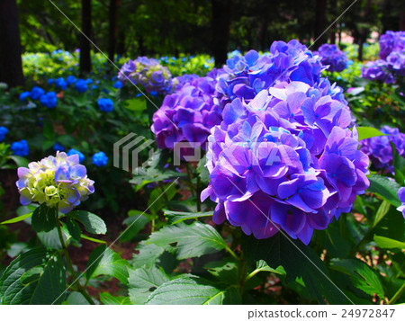 Hydrangea (38) 24972847