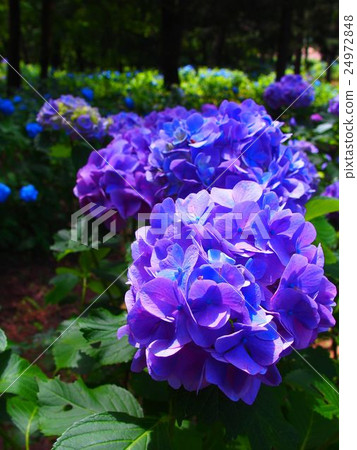 Hydrangea (39) 24972848