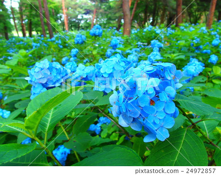 Hydrangea (48) Hydrangea (48) 24972857