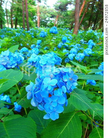 Hydrangea (49) Hydrangea (49) 24972858