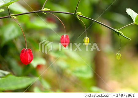 Tyrolean lamp 24972961