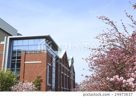 大阪造幣局·櫻花演練 24973637