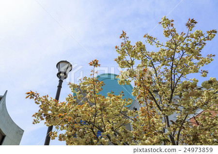 Osaka Mint Cherry Blossom Cultivar "Suma UPPE Wisdom" Suu Maura Hugenzo Osaka Mint Cherry Blossom Cultivar "Suma UPPE Wisdom" Suu Maura Hugenzo 24973859