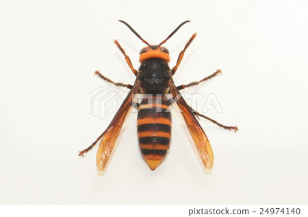 白鬍子白色背景 24974140