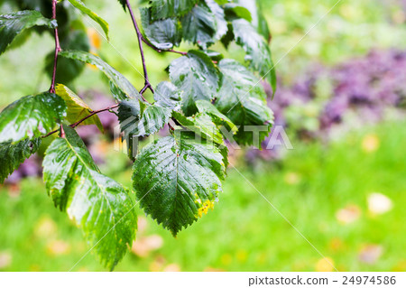wet leaves of elm tree in in rainy autumn day wet leaves of elm tree in in rainy autumn day 24974586